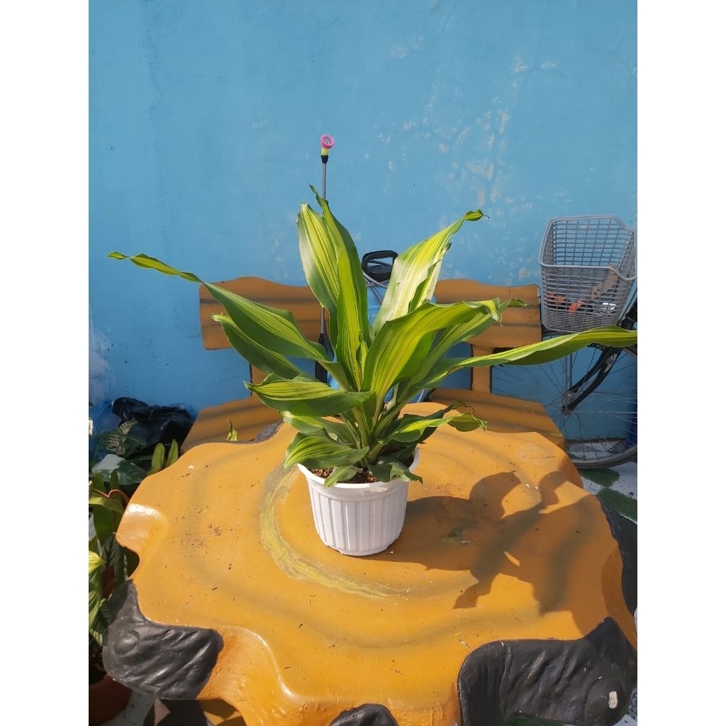 Thiết Mộc Lan (Phát tài sọc)