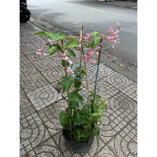 Cây Hoa leo Ti gôn đẹp đang ra hoa