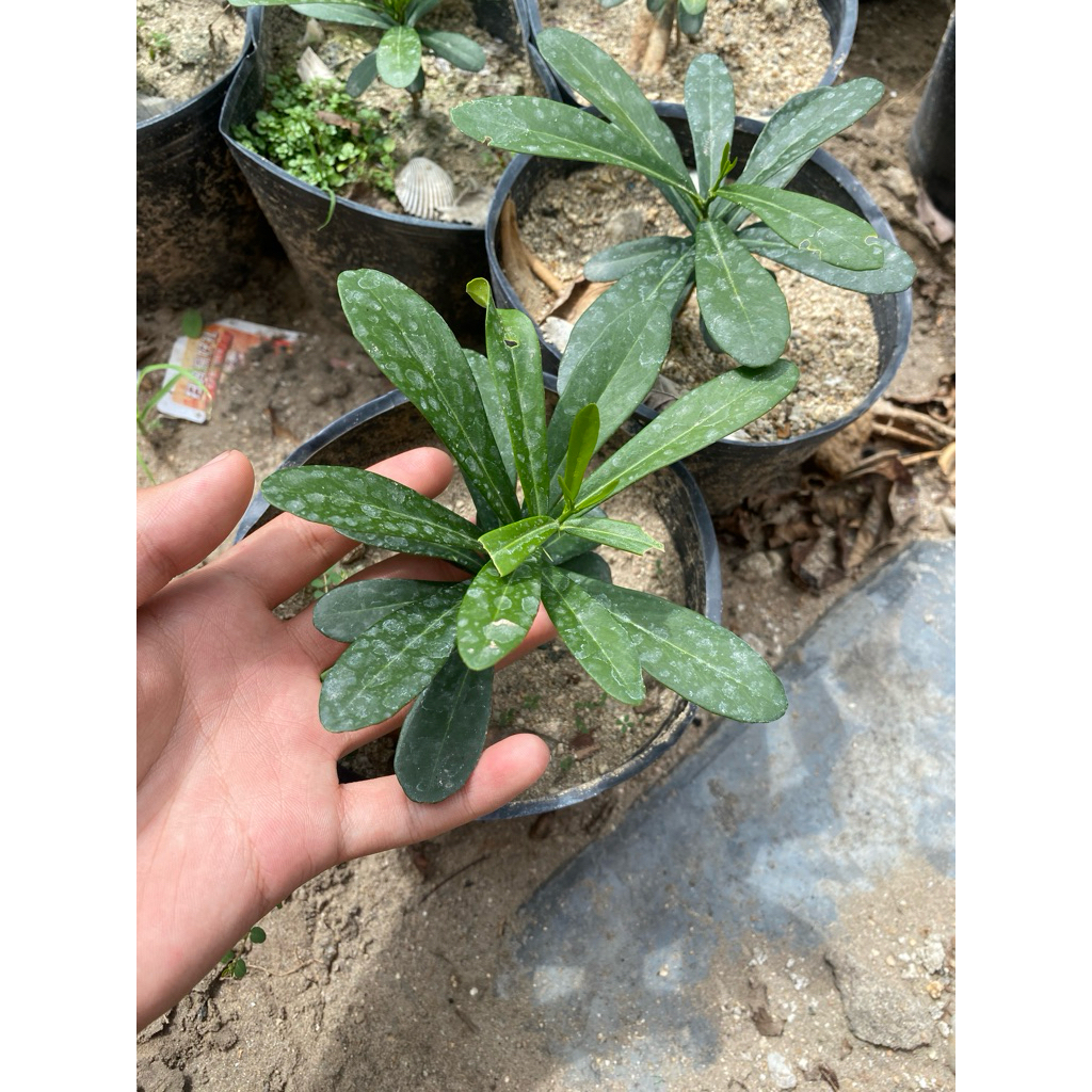 cây xáo tam phân giống