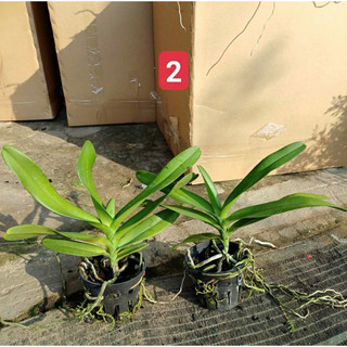 Lan Hoàng Tử Đỏ  - Renred (1 chậu)