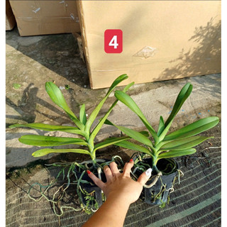 Lan Hoàng Tử Đỏ  - Renred (1 chậu)