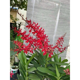 Lan Hoàng Tử Đỏ  - Renred (1 chậu)