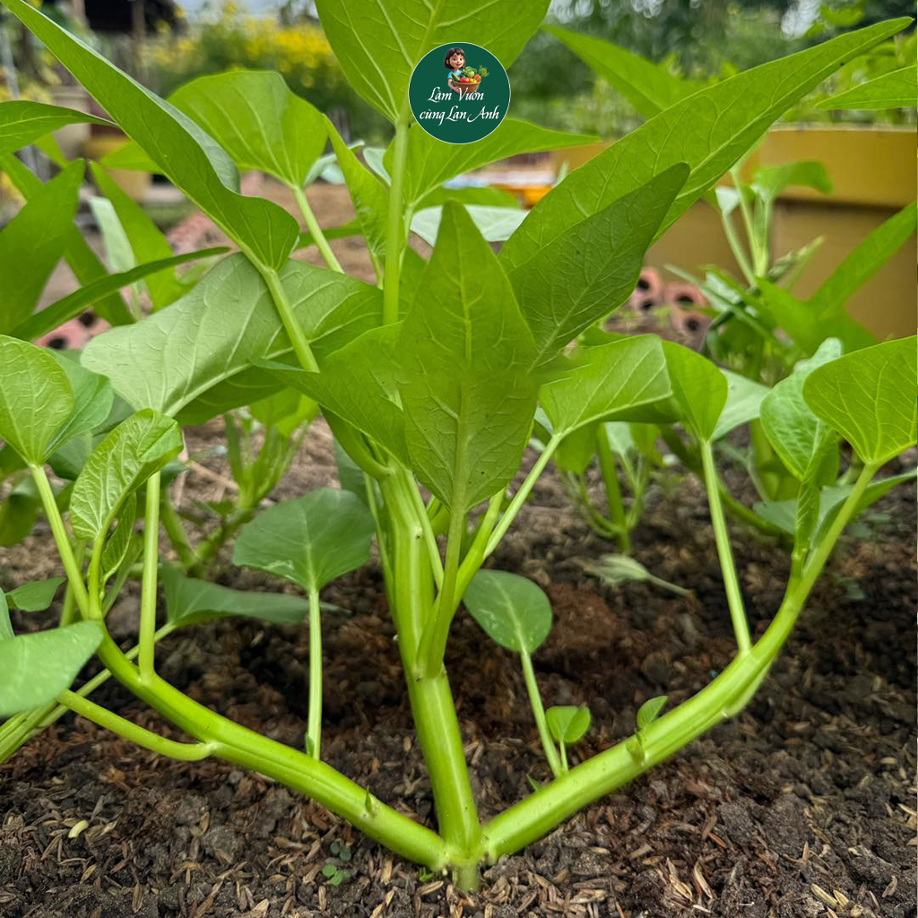Hạt giống Rau Muống Ba Chạc Dễ Trồng, Cây Khỏe, Năng Suất Cao, Trồng Quanh Năm