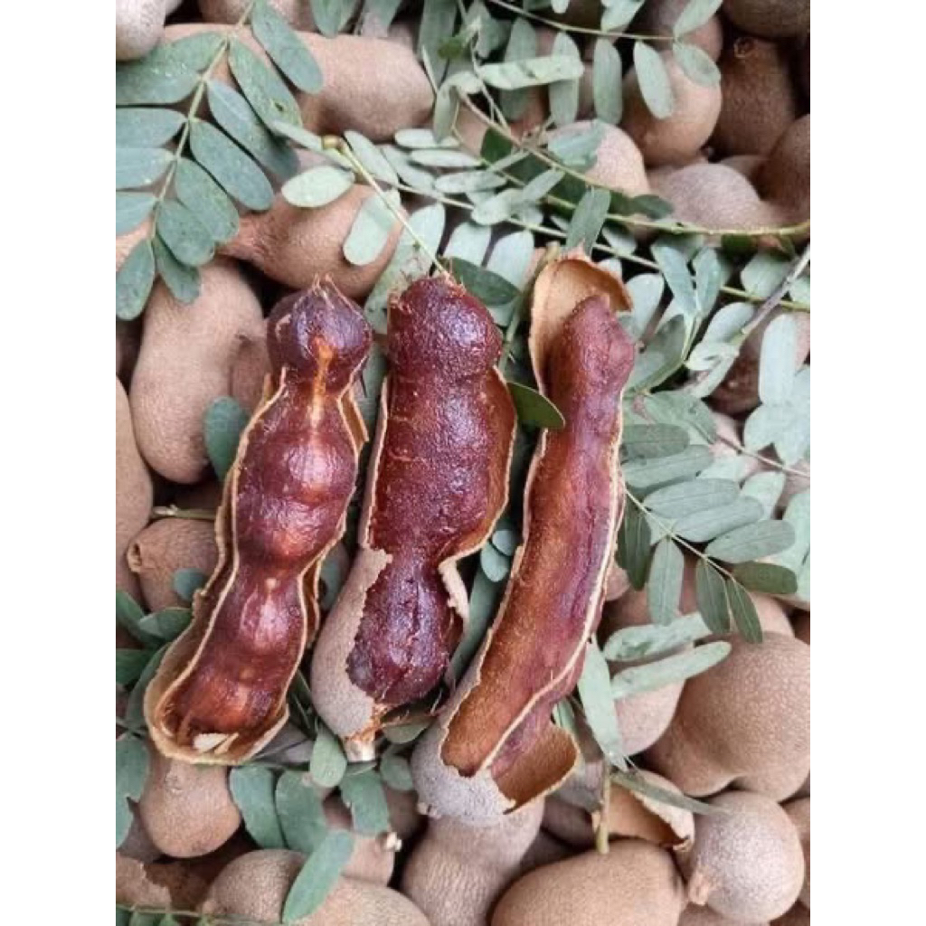 1 KG Me Rừng Sơn La chín cây