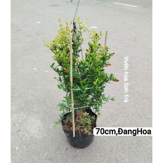 (VHST giao trong ngày) Cây LỰU ẤN ĐỘ đang hoa.