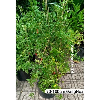 (VHST giao trong ngày) Cây LỰU ẤN ĐỘ đang hoa.