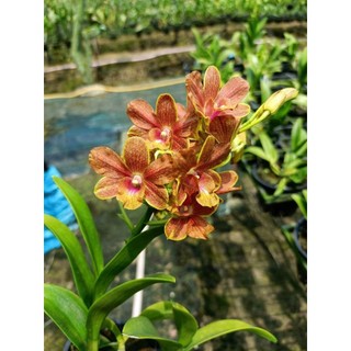 Denro nắng Pen cam xưa hoa thơm
