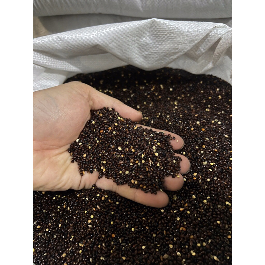 Combo 5kg kê hạt đen nguyên vỏ cho vẹt, yến phụng, hamer