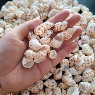 Vỏ Ốc Hương 100g - vỏ ốc trang trí- phụ kiện thủy sinh