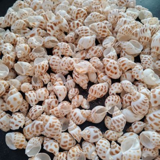 Vỏ Ốc Hương 100g - vỏ ốc trang trí- phụ kiện thủy sinh