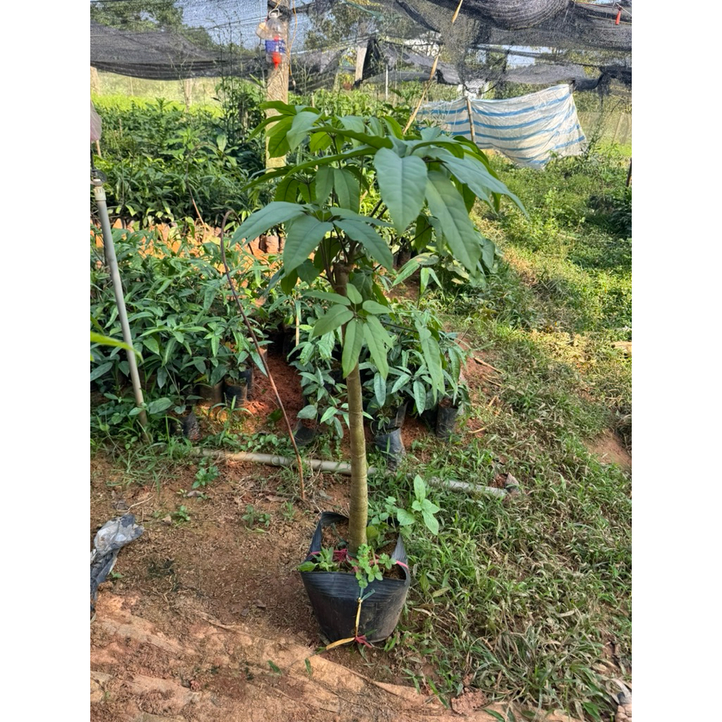 Lá đắng, lá lằng choai lá chân chim loại lá ngon