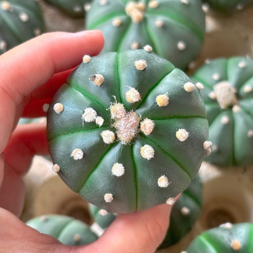 Xương Rồng ASTER size 5 - 6cm (Shop chọn ngẫu nhiên)