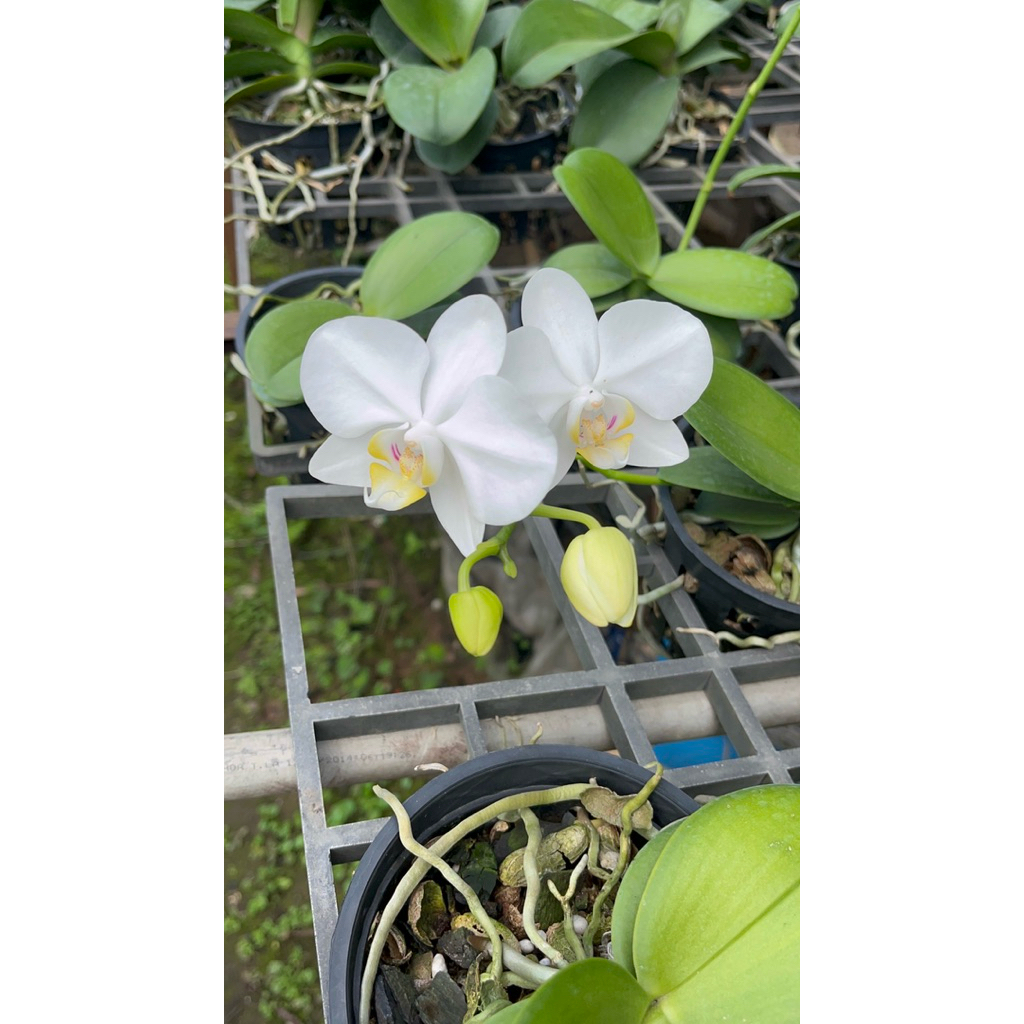 Hồ Điệp mini Trắng thuần than chậu F12