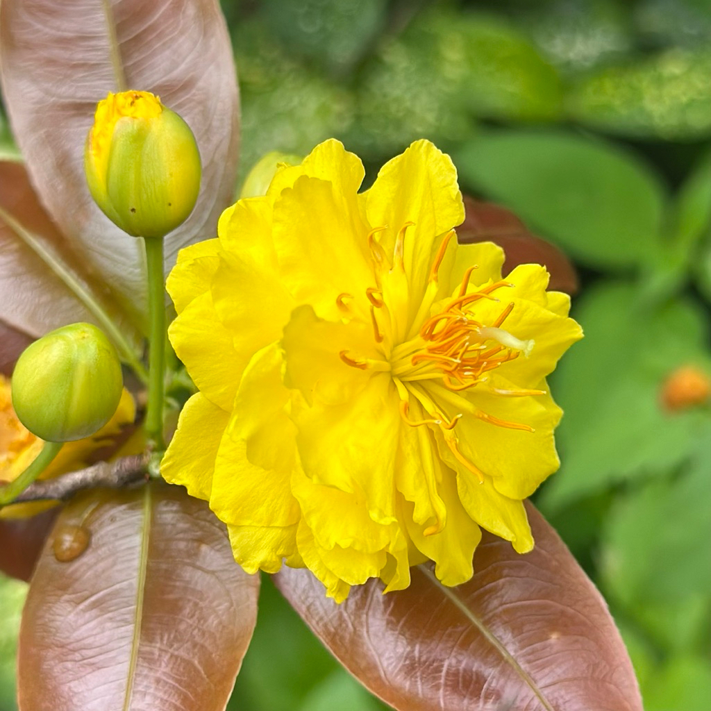 1 Cây mai cúc đọt đỏ (cao từ 55-75cm) - đạt 36-50 cánh, bonsai gốc ghép đẹp