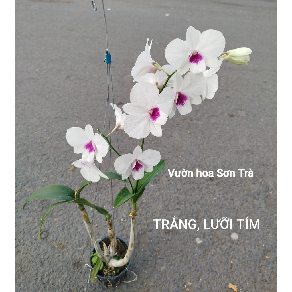(VHST giao trong ngày) CÂY LAN DENDRO màu TRẮNG, lưỡi TÍM.