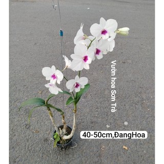 (VHST giao trong ngày) CÂY LAN DENDRO màu TRẮNG, lưỡi TÍM.