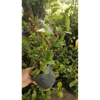 Chậu mai giống tự quắn ( mai xoắn)