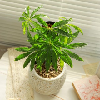 Anthurium Polyschistum (hỏa tốc)
