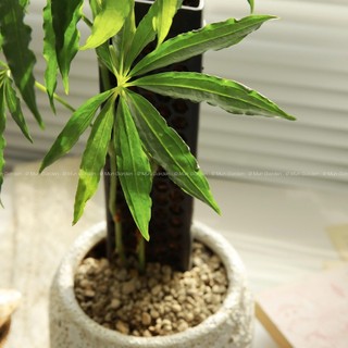 Anthurium Polyschistum (hỏa tốc)