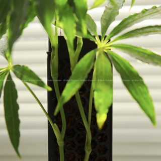 Anthurium Polyschistum (hỏa tốc)