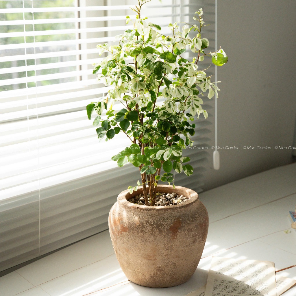 Tuyết Nhiệt Đới | Hawaiian Snowbush (hỏa tốc)