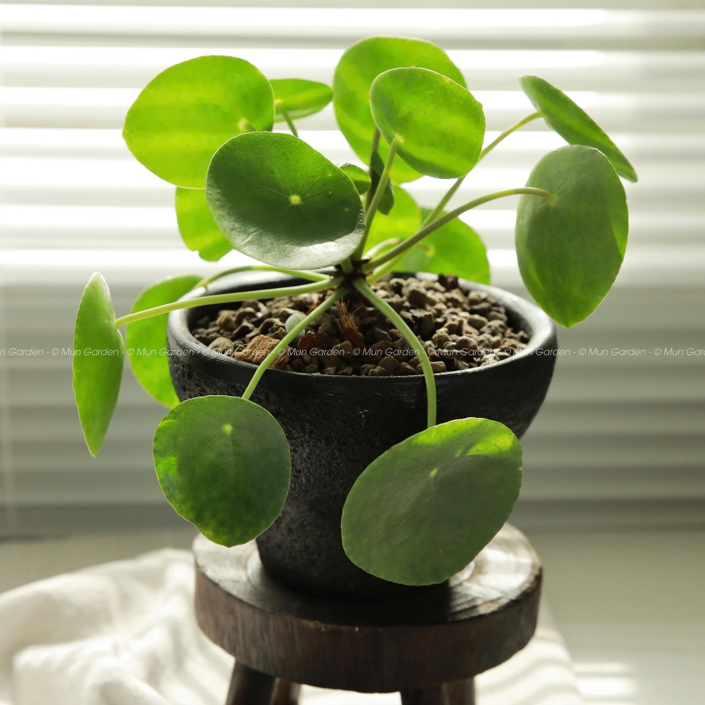 Cây Cỏ Gương | Pilea Peperomioides (hỏa tốc)