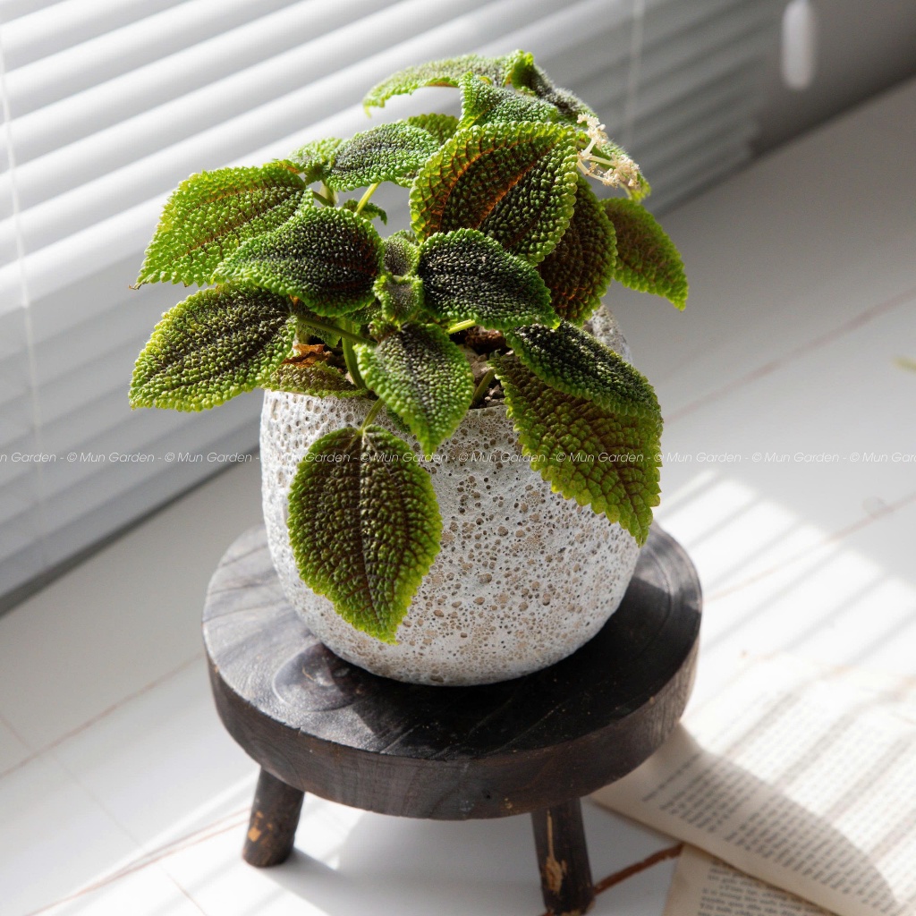 Pilea Moon Valley | Lá Gấm Xanh