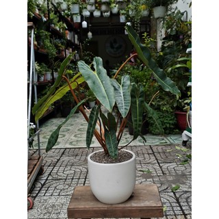 Cây hạc cam (Philodendron Billietiae) rất đẹp