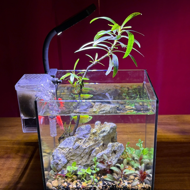 Combo Bể Cá Mini 20x15x20 Full Set – Kèm Đá trang trí, Cây mị nương, cây cắt cắm Thủy Sinh, Đất Nền 