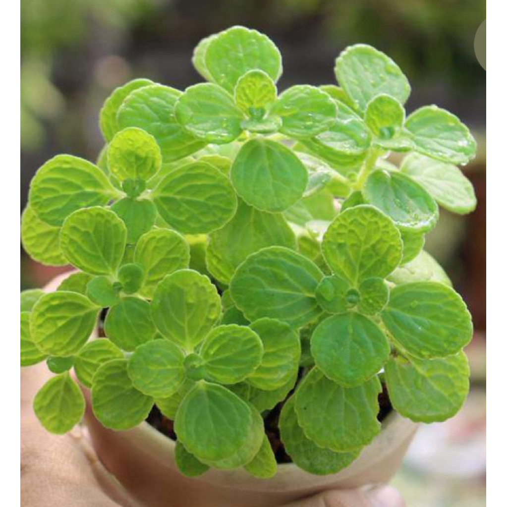 Sen thơm nhất mạt hương size mini 5-8cm