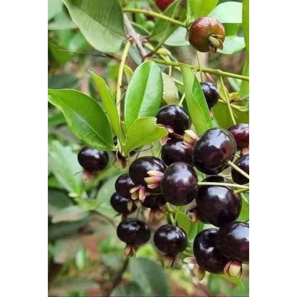 cây giống chery brazin