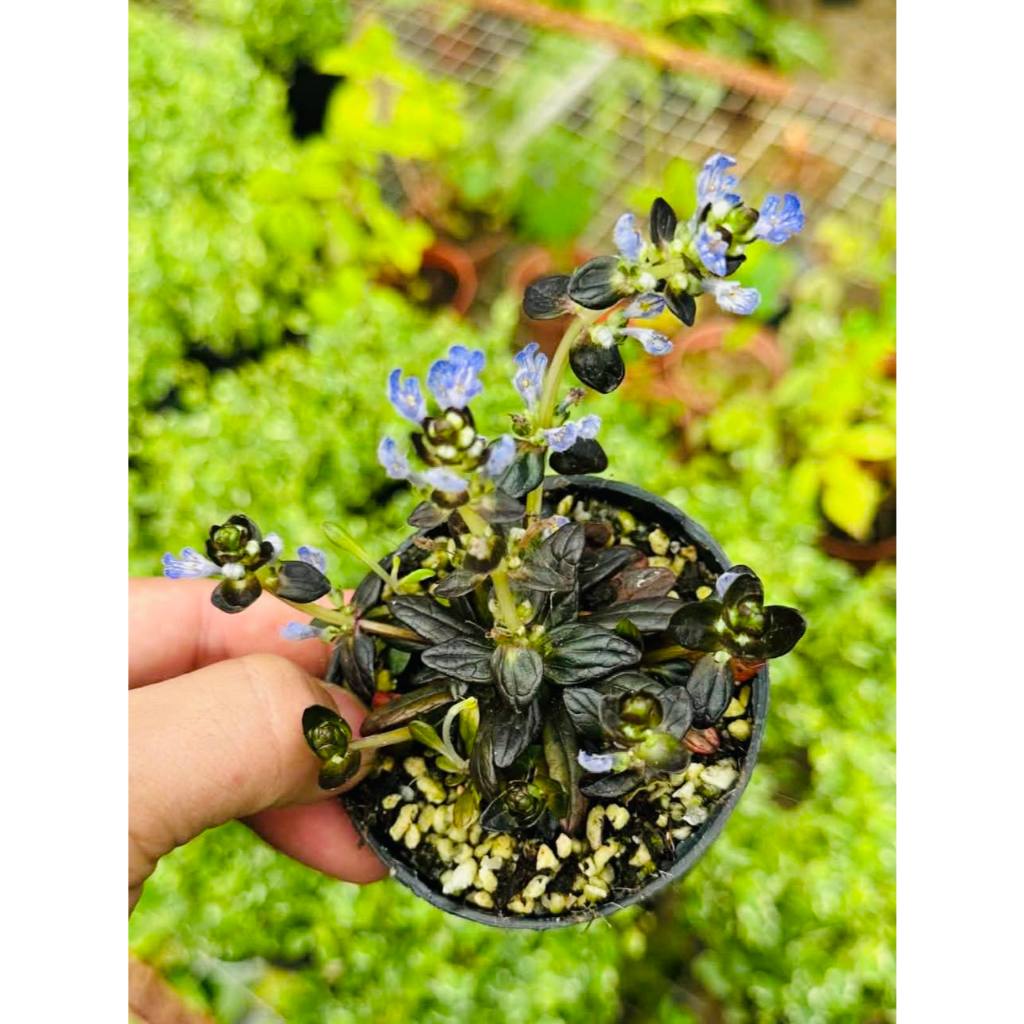 Ajuga Reptans ráy terrarium- bán cạn - vivarium