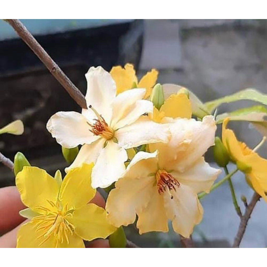 mai tam sức hoàng mai(có cây gieo hạt và ghép )