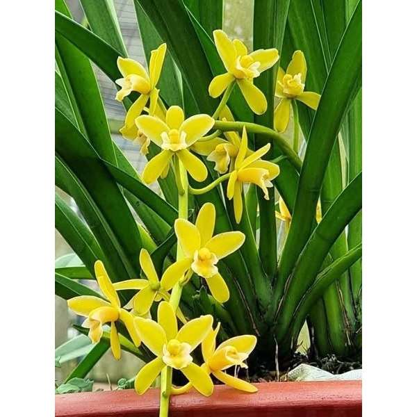Hoa Lan Kiếm Vàng 5 Sao