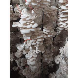 MEO GIỐNG NẤM SÒ (có sẵn 600gr làm ra 12 phôi)