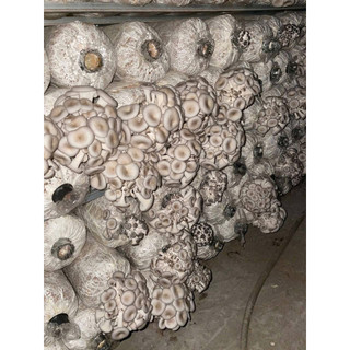 MEO GIỐNG NẤM SÒ (có sẵn 600gr làm ra 12 phôi)