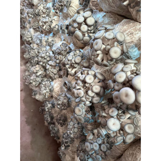 MEO GIỐNG NẤM SÒ (có sẵn 600gr làm ra 12 phôi)
