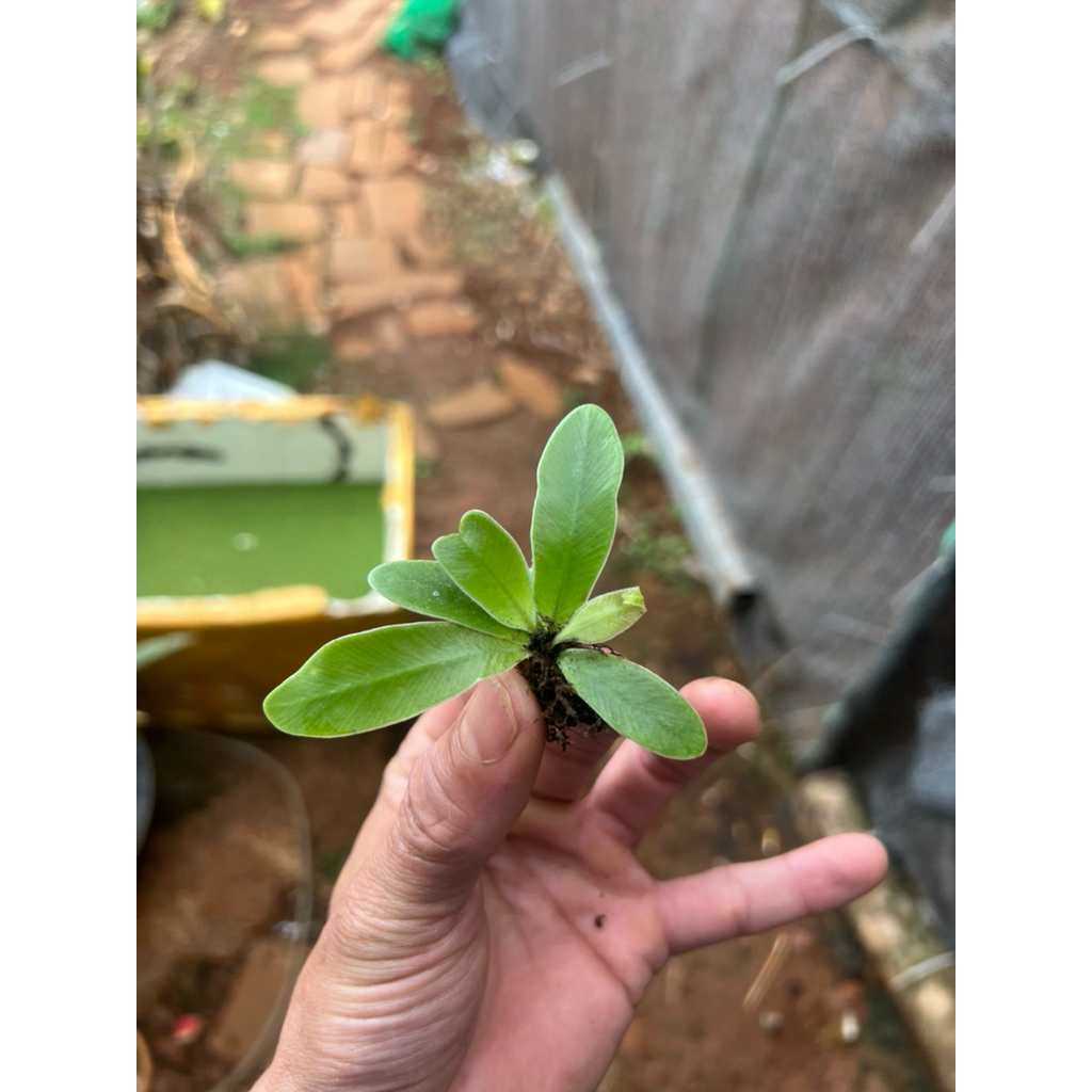 tổ phụng điểm nhấn cho bể terrarium bán cạn, tiểu cảnh