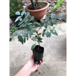 Mật nhân rừng( cây bách bệnh)