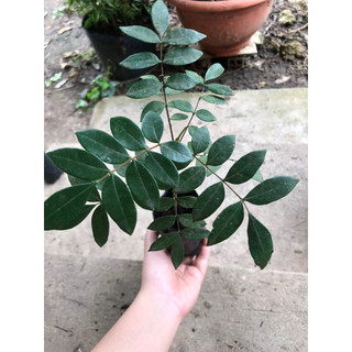 Mật nhân rừng( cây bách bệnh)