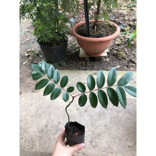 Mật nhân rừng( cây bách bệnh)