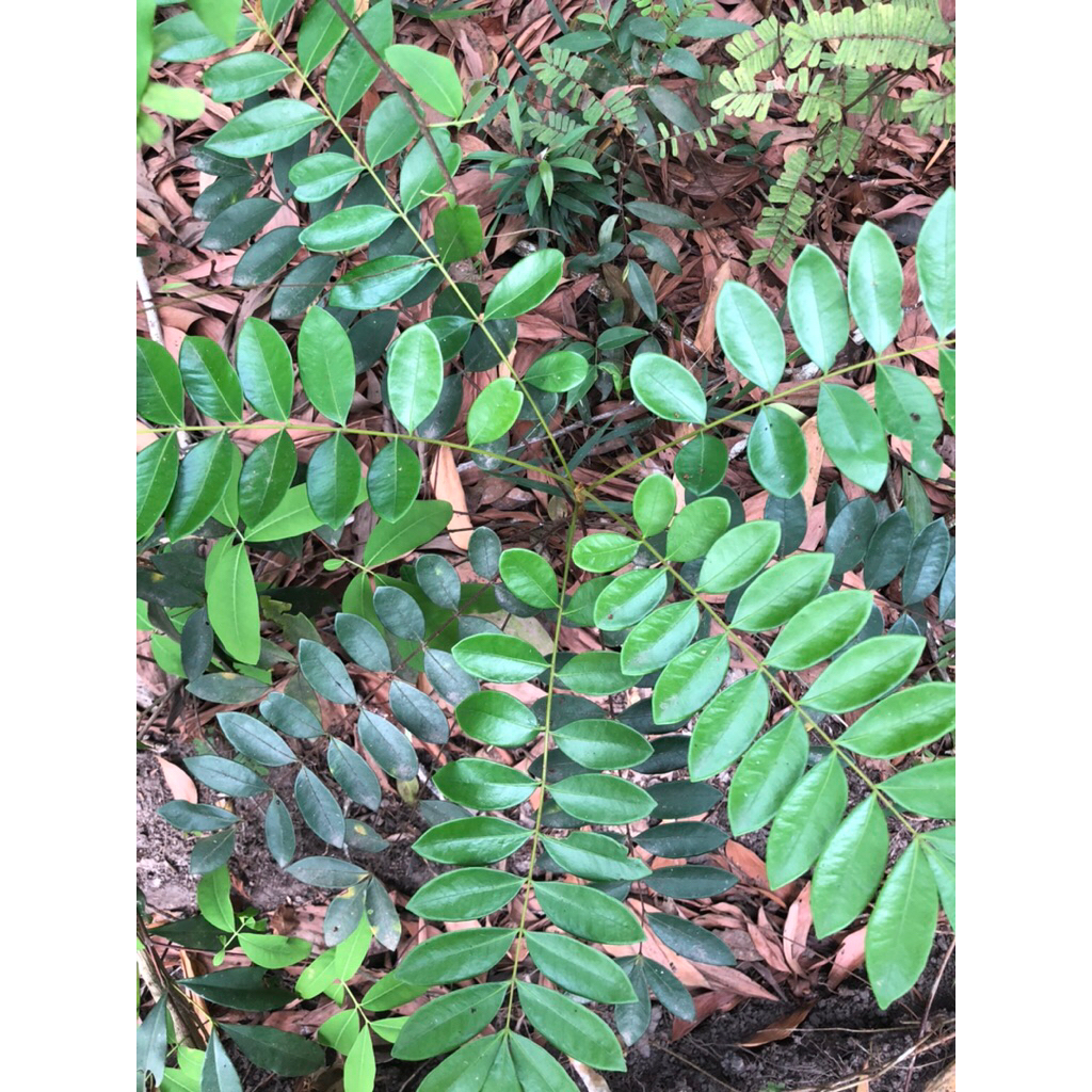 Mật nhân rừng( cây bách bệnh)