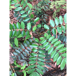 Mật nhân rừng( cây bách bệnh)