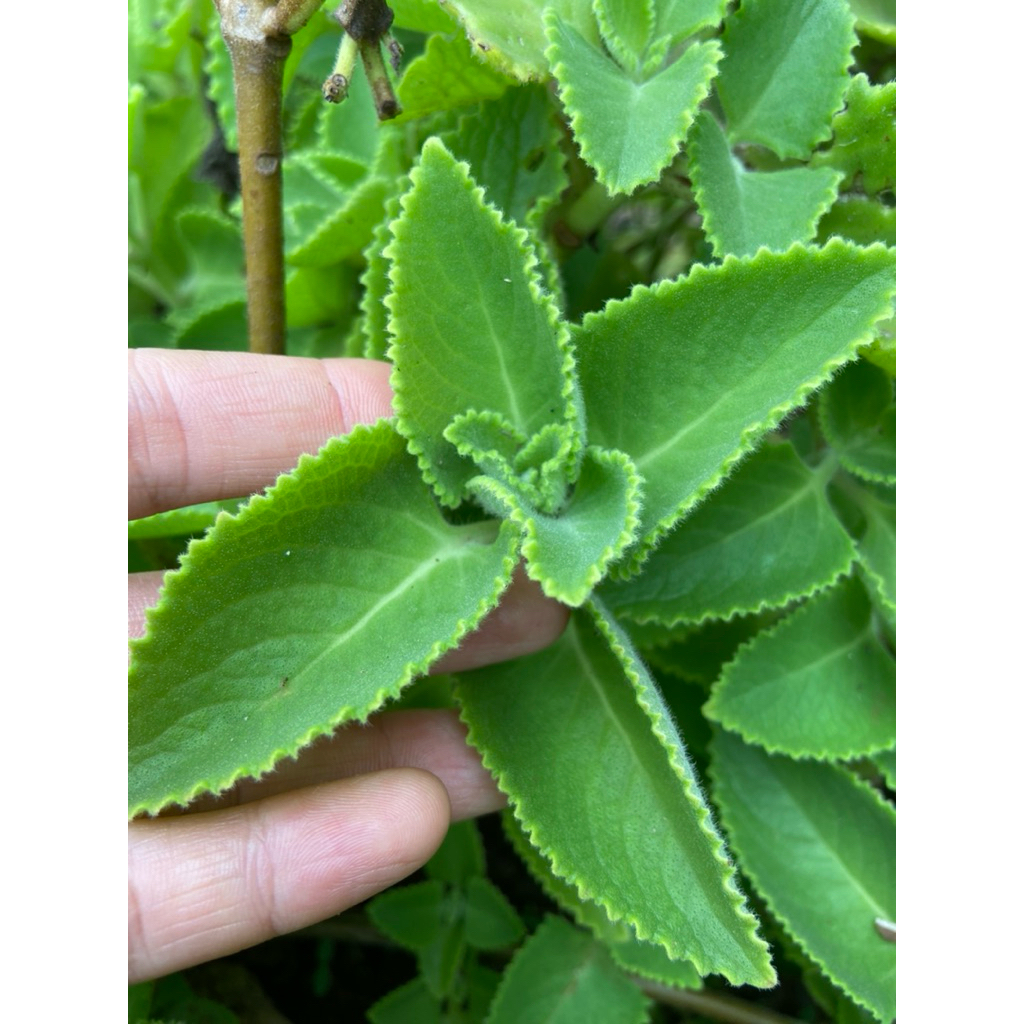 Húng chanh lá (hoặc cành già) trồng, làm giống HÚNG CHANH (TẦN DẦY LÁ) tươi, có đơn mới gửi