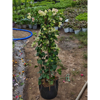 Cây Hoa giấy leo cao tầm 70cm