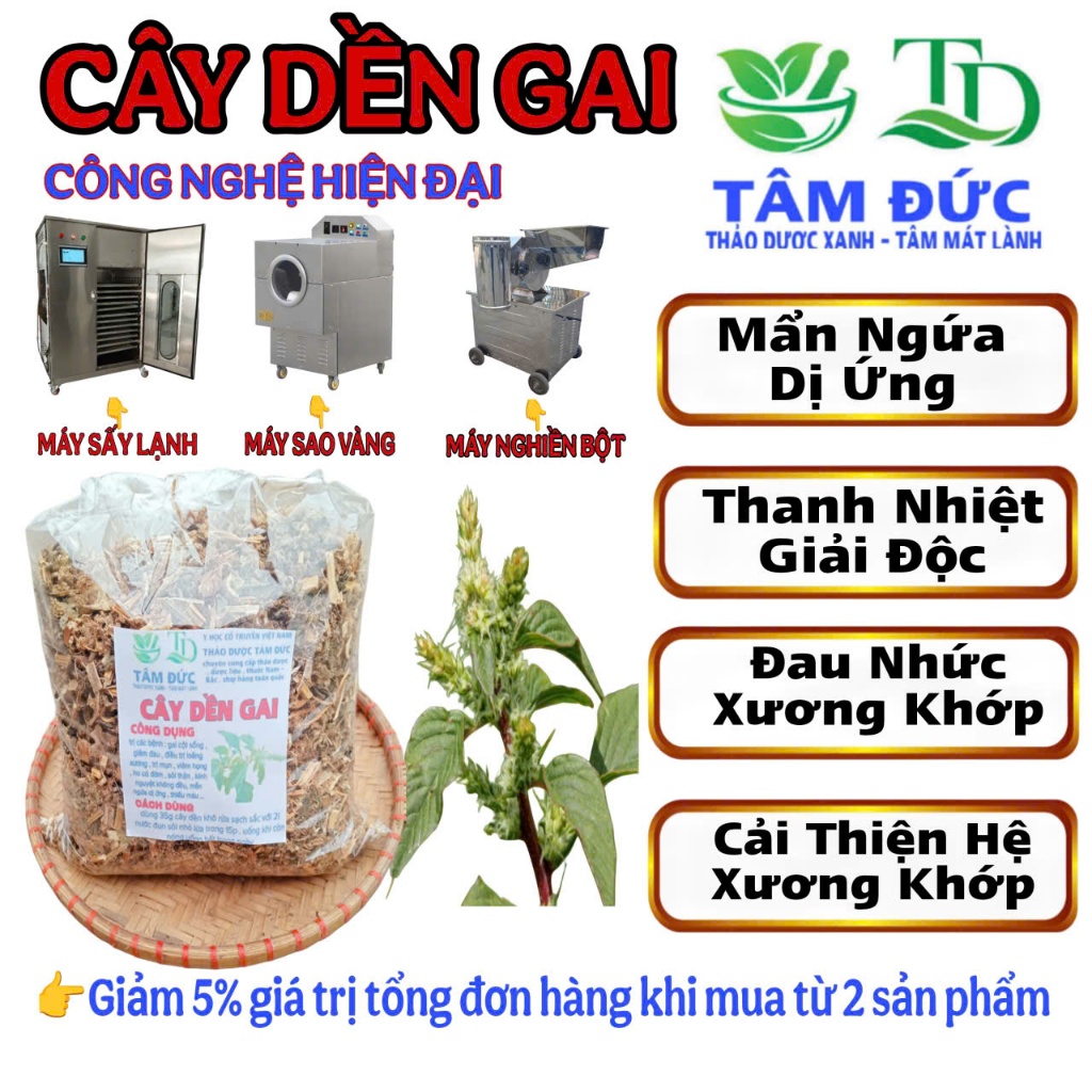 500g cây dền gai sấy khô hữu cơ