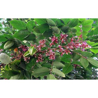 (AP) LÁ KHẾ CHUA (Có đơn mới hái) - Nhà trồng Không phân thuốc - Organic (Hữu cơ)
