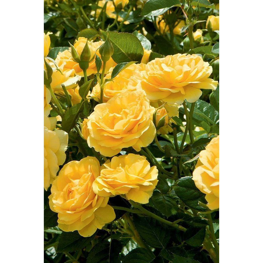 🌹 Combo 5 Gốc Hoa Hồng Catalina – Chuẩn Giống, Rễ Trần, Giá Siêu Tốt 🌹dễ trồng – sai hoa quanh năm?