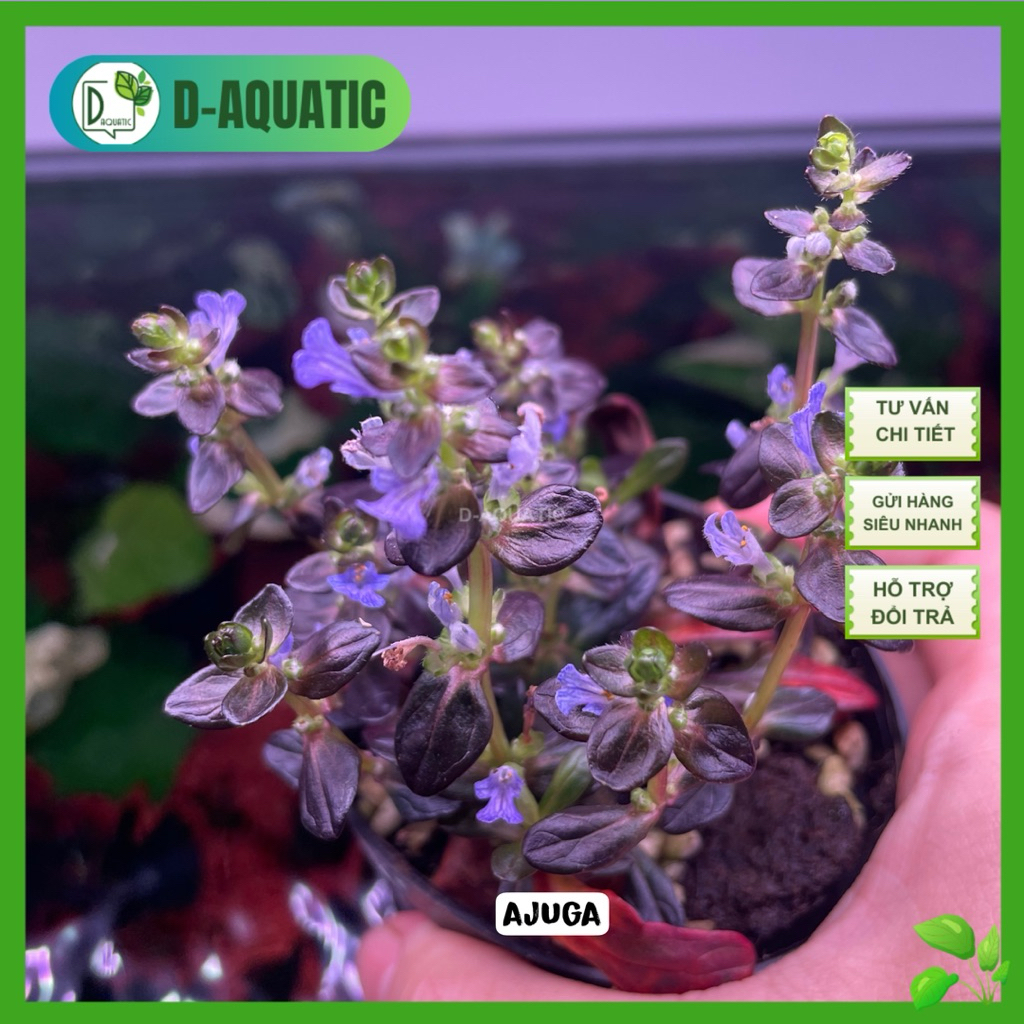 Ajuga - cây trang trí terrarium, bể bán cạn siêu đẹp, màu tím mộng mơ
