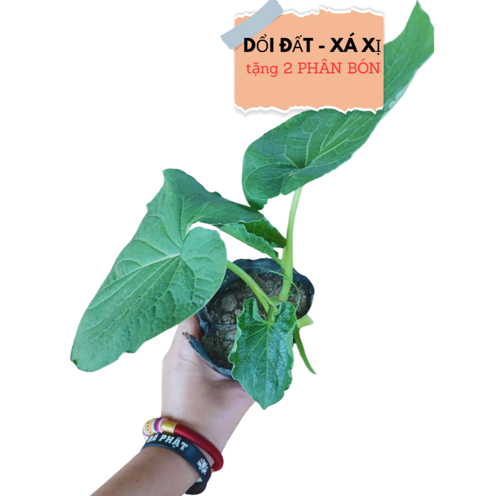 2 "BẦU CÂY RAU DỔI ĐẤT 'GIÀ ĐỜI' - LỰA CHỌN SỐ 1 CHO NHÀ VƯỜN THÔNG THÁI!**